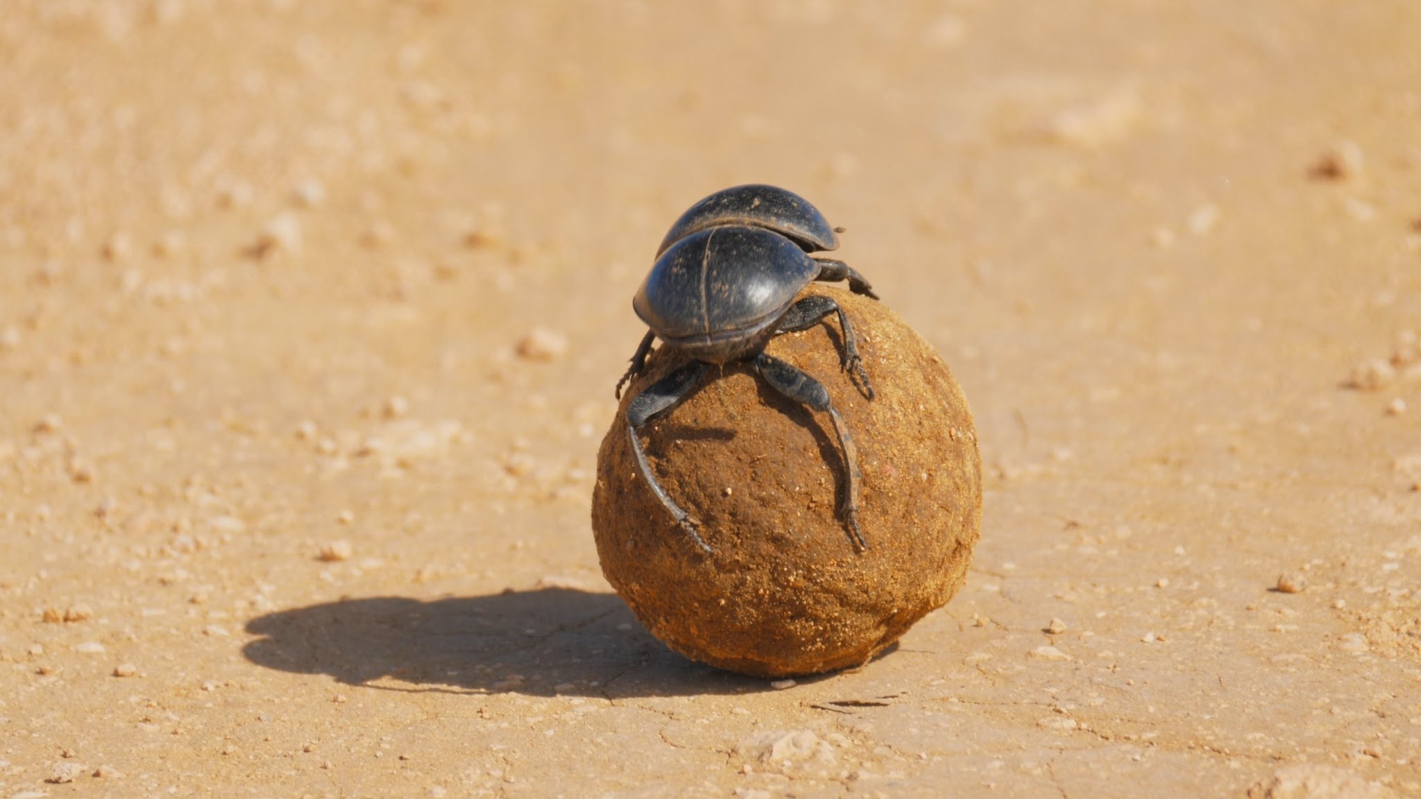 Rock Climbing Explained With Stock Footage - Simian Republic